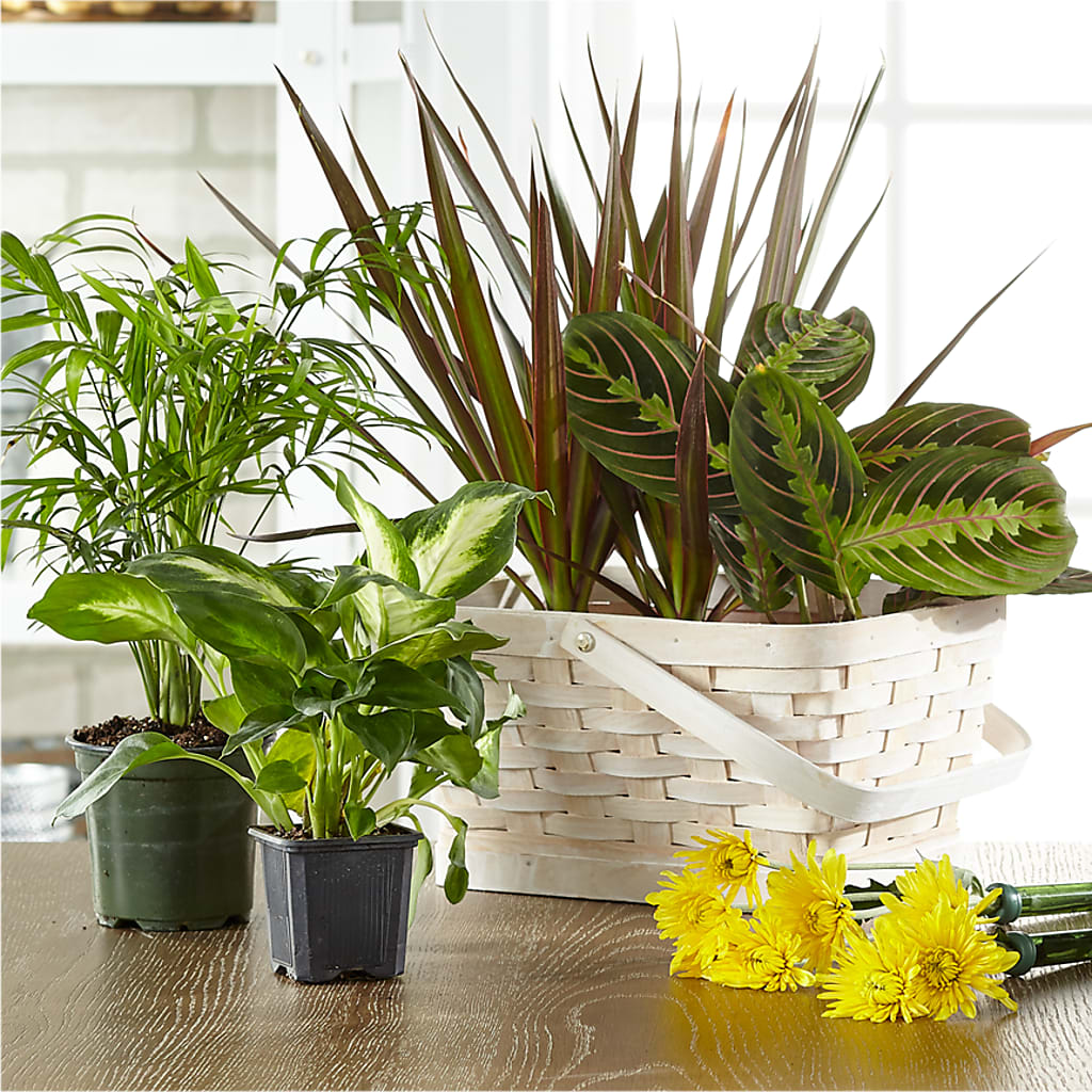 Florist Designed Blooming and Green Plants in a Basket – A Country Home Floral, Baker City OR