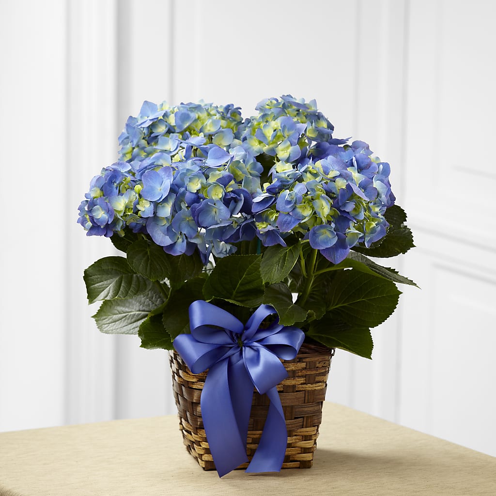 Blue Hydrangea Planter – A Country Home Floral, Baker City OR
