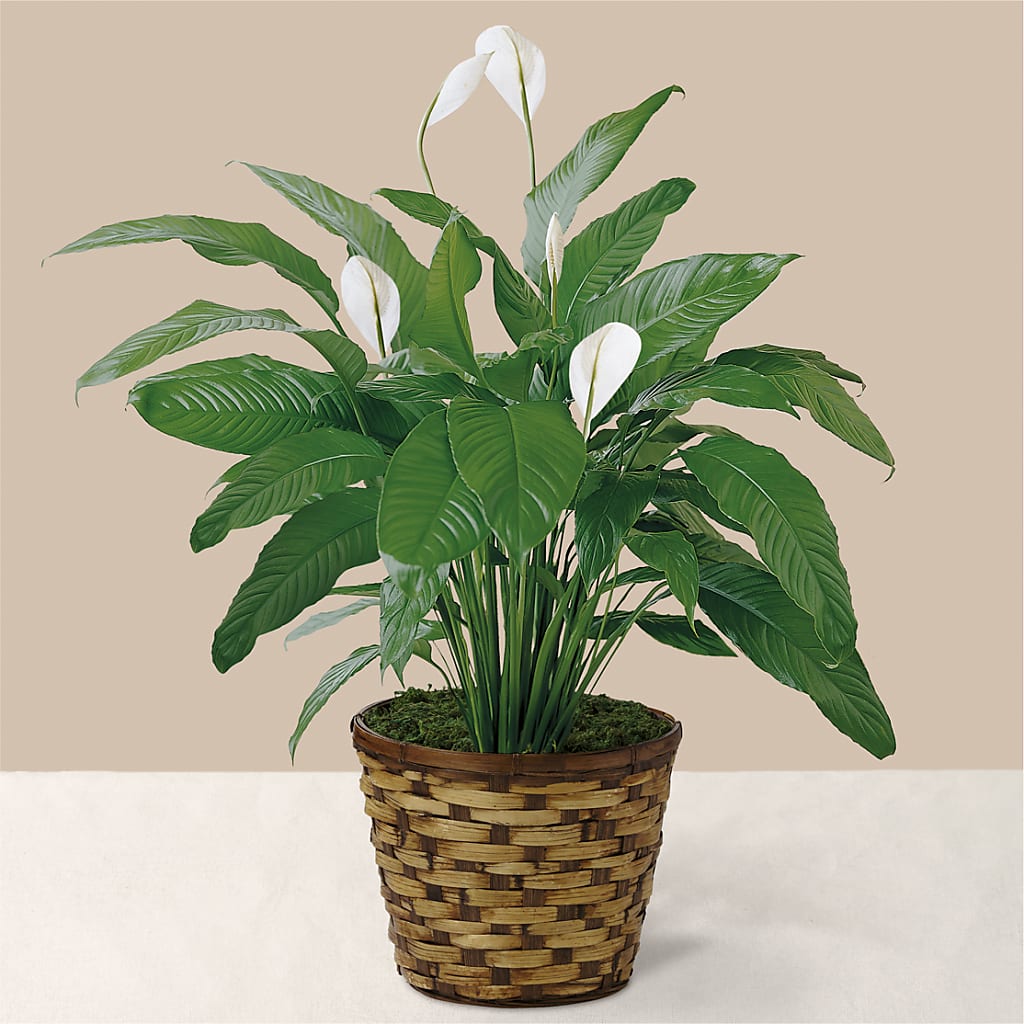 Tranquil Moments Peace Lily Plant – A Country Home Floral, Baker City OR