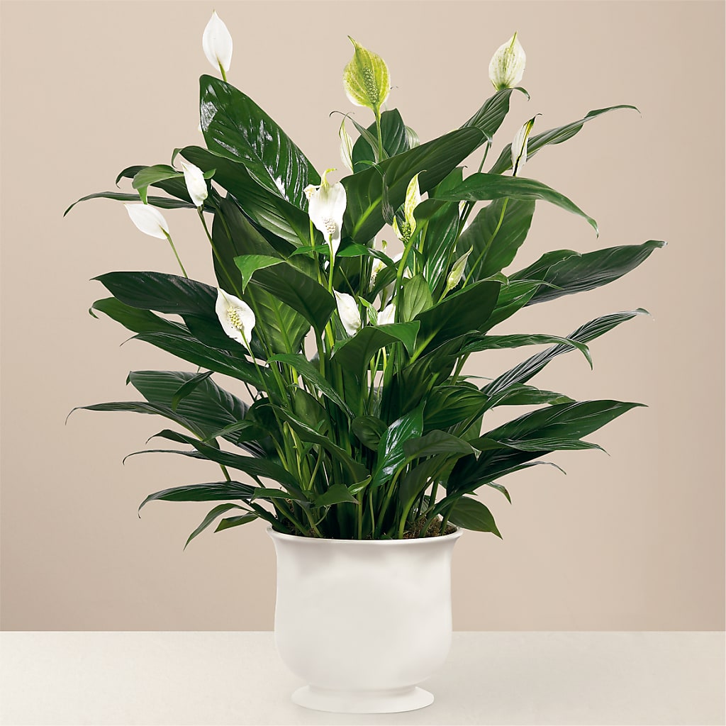Comfort Planter – A Country Home Floral, Baker City OR