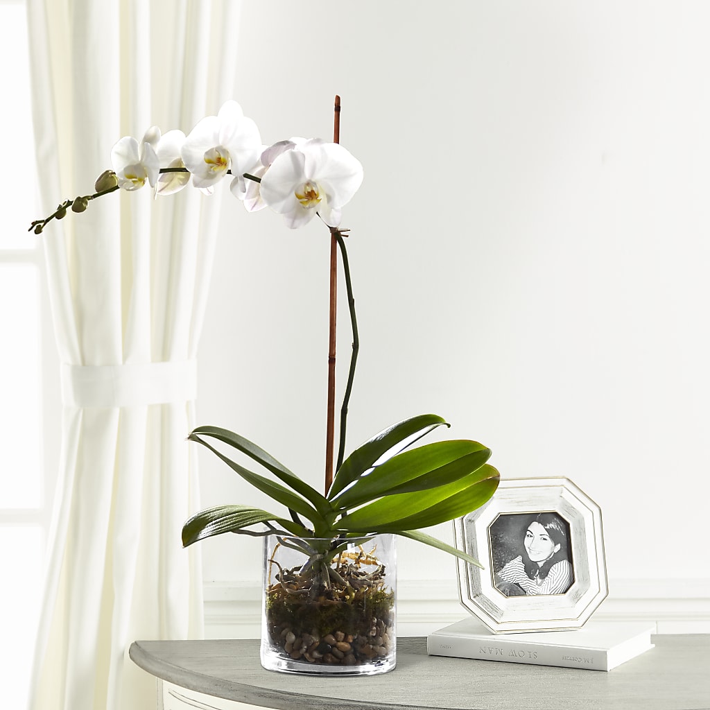 White Orchid Planter – A Country Home Floral, Baker City OR