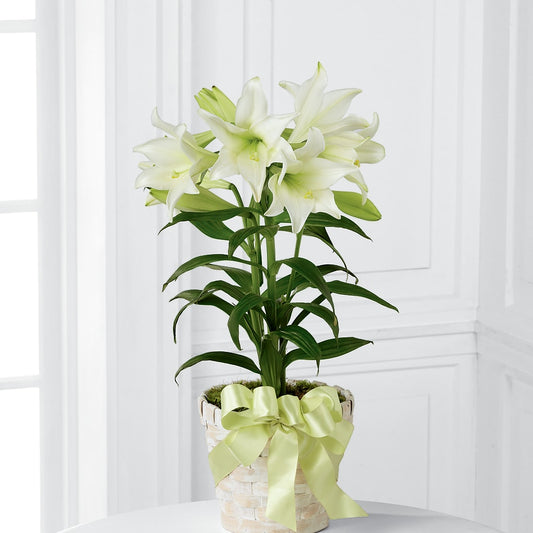 Easter Lily Plant –  A Country Home Floral, Baker City OR