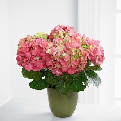 Pink Hydrangea Planter –  A Country Home Floral, Baker City OR