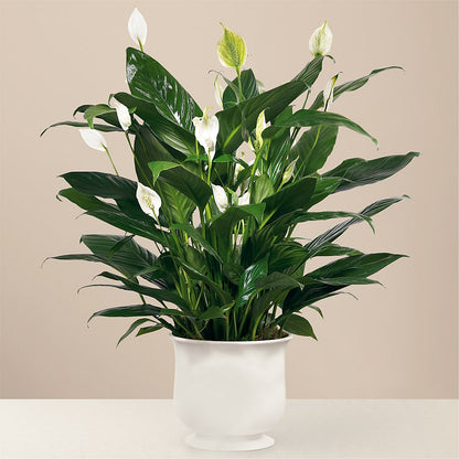 Comfort Planter –  A Country Home Floral, Baker City OR
