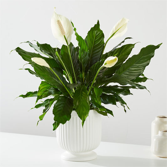 Comfort Planter –  A Country Home Floral, Baker City OR