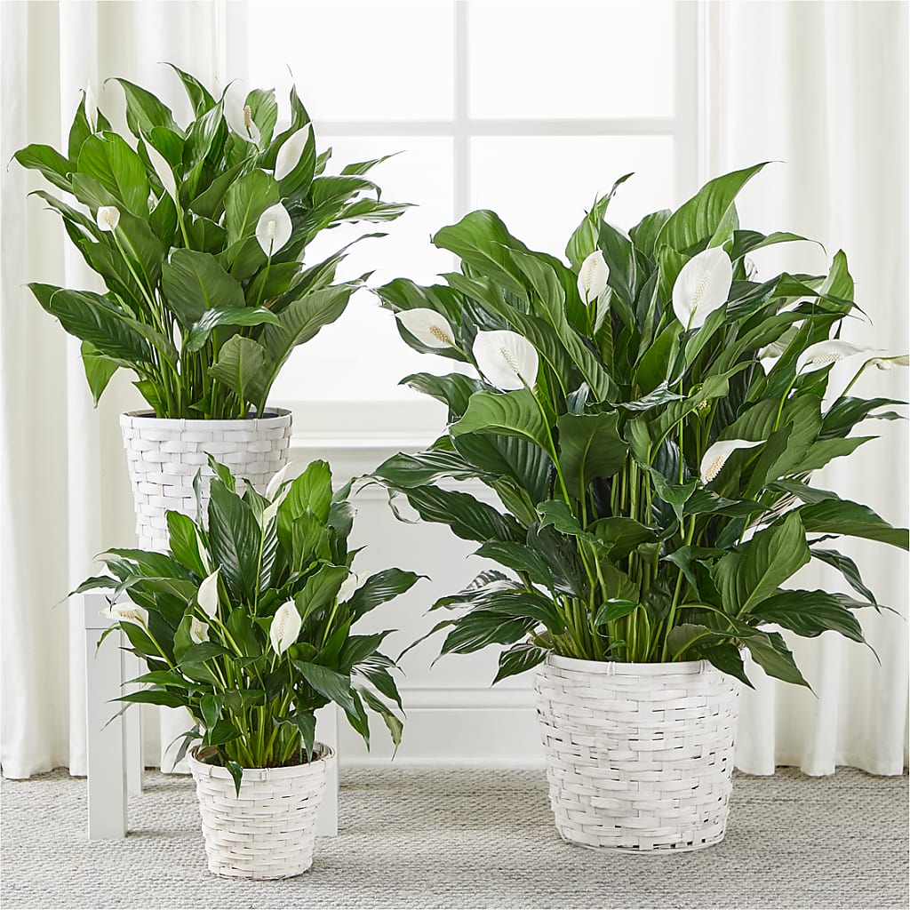 A New Leaf Peace Lily –  A Country Home Floral, Baker City OR