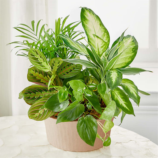 Balance & Harmony Dishgarden –  A Country Home Floral, Baker City OR