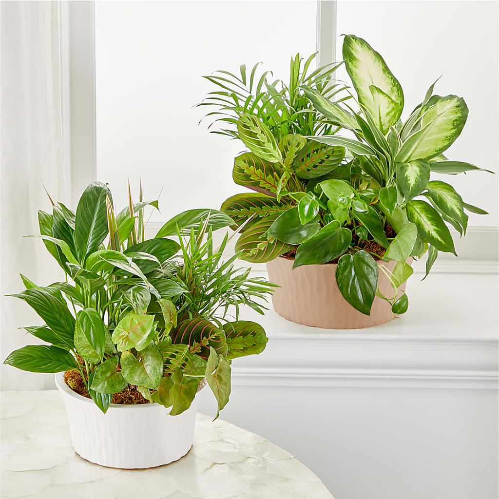 Balance & Harmony Dishgarden –  A Country Home Floral, Baker City OR