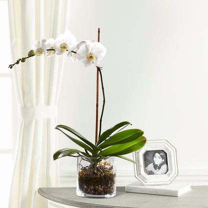 White Orchid Planter –  A Country Home Floral, Baker City OR